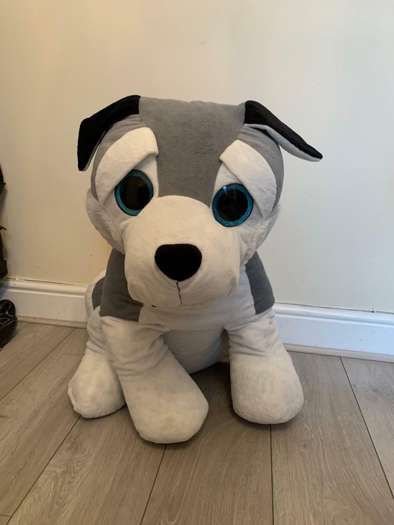 large husky teddy